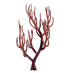 Coral
