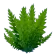 Kelp