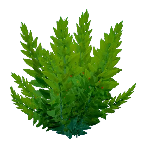 Kelp